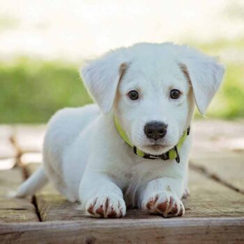 Köpekler İnsanlardan Az Yaşar